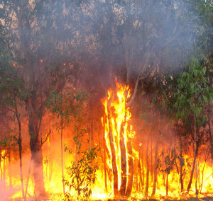 Bushfire